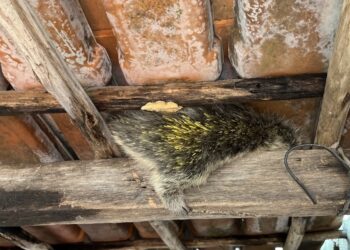 Bombeiros capturam ouriço-cacheiro em residência do bairro Maringá