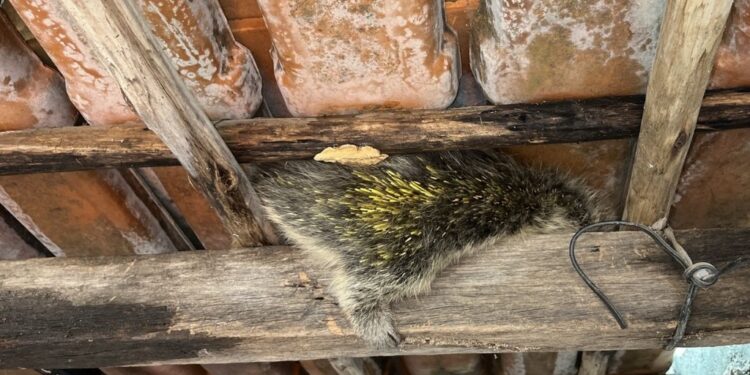 Bombeiros capturam ouriço-cacheiro em residência do bairro Maringá