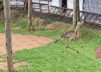 Seriema é resgatada em quadra esportiva no bairro Água Vermelha, em Formiga