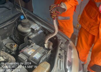 Jiboia é resgatada de capô de carro no Nossa Senhora de Lourdes, em Formiga