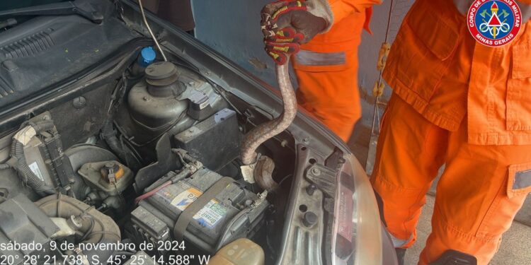 Jiboia é resgatada de capô de carro no Nossa Senhora de Lourdes, em Formiga