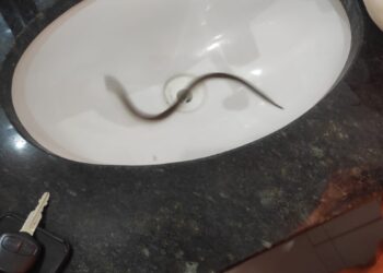 Bombeiros capturam cobra em residência no bairro São Sebastião, em Formiga