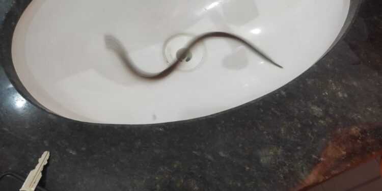 Bombeiros capturam cobra em residência no bairro São Sebastião, em Formiga