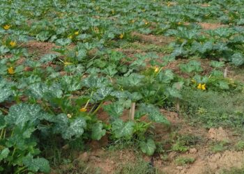 Emater realiza análise de solo em propriedades de Córrego Fundo