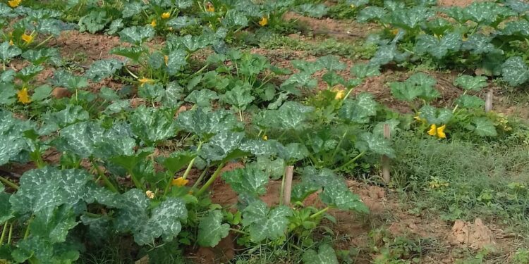 Emater realiza análise de solo em propriedades de Córrego Fundo