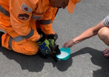 Bombeiros de Arcos resgatam filhote de gato preso em veículo