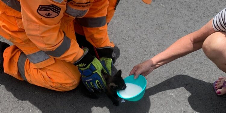 Bombeiros de Arcos resgatam filhote de gato preso em veículo