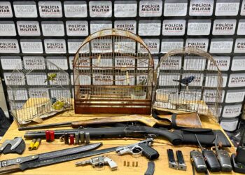 Polícia Militar apreende armas, munições e aves em propriedade  rural de Tapiraí