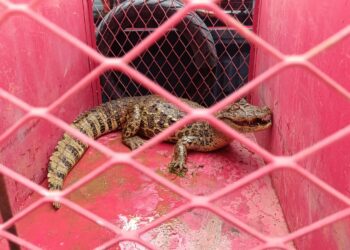 Corpo de Bombeiros  captura jacaré em zona rural de Arcos