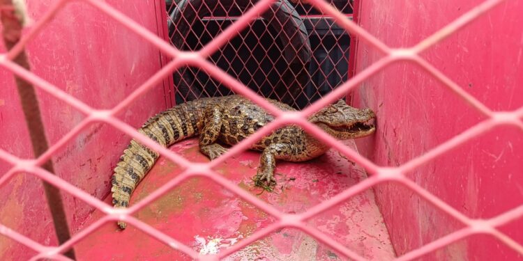 Corpo de Bombeiros captura jacaré em zona rural de Arcos