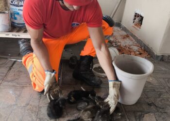 Corpo de Bombeiros resgata filhotes de gato em Arcos