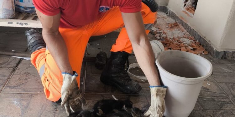 Corpo de Bombeiros resgata filhotes de gato em Arcos