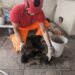Corpo de Bombeiros resgata filhotes de gato em Arcos