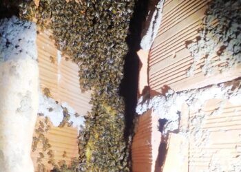 Após ataques, Bombeiros são acionados para fazer o controle de enxame de abelhas europeias no Distrito de Albertos