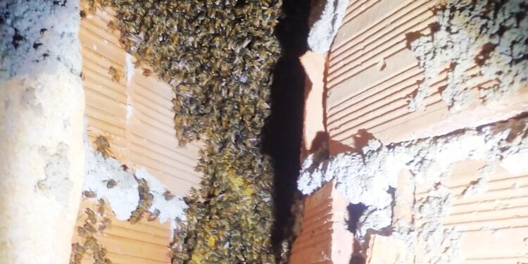 Após ataques, Bombeiros são acionados para fazer o controle de enxame de abelhas europeias no Distrito de Albertos