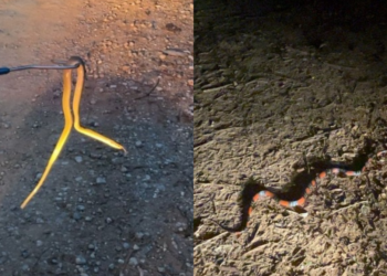 Bombeiros capturam cobras em áreas urbanas de Formiga