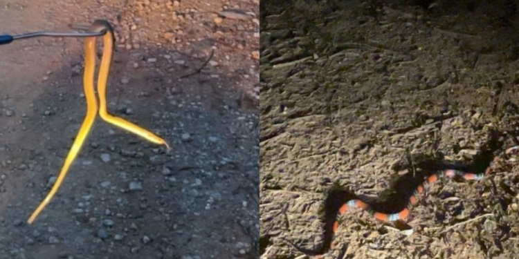 Bombeiros capturam cobras em áreas urbanas de Formiga