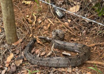 Furnas: jibóia é capturada no condomínio Encosta do Lago