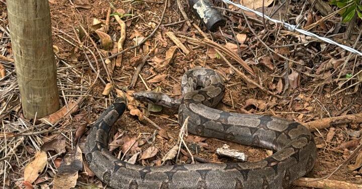 Furnas: jibóia é capturada no condomínio Encosta do Lago