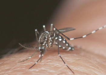 Formiga está em “alto risco” de epidemia de Dengue, aponta novo levantamento
