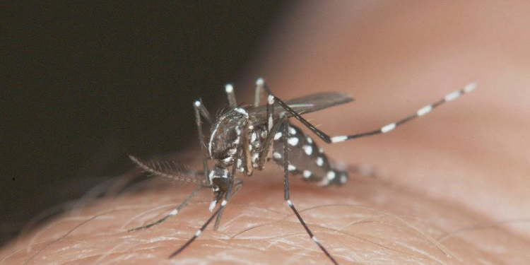 Formiga está em “alto risco” de epidemia de Dengue, aponta novo levantamento