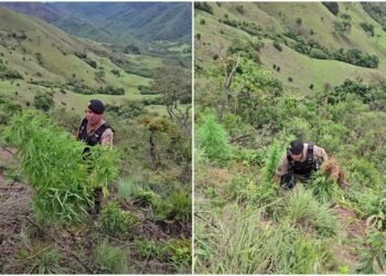 Homem é preso e mais de 40 pés de maconha são apreendidos em propriedade rural em MG