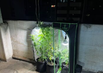 Síndico fecha cobertura de prédio para cultivar maconha e acaba preso 