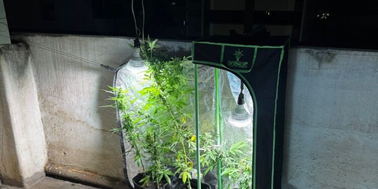 Síndico fecha cobertura de prédio para cultivar maconha e acaba preso