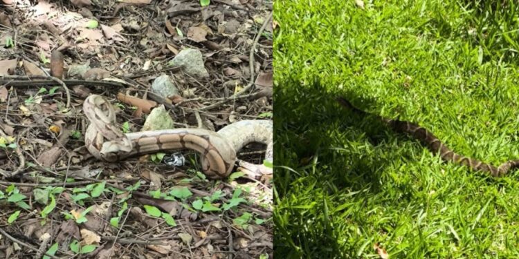 Corpo de Bombeiros captura serpentes em Formiga neste domingo