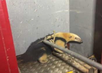 Formiga: bombeiros resgatam tamanduá-mirim em residência do bairro Ouro Verde