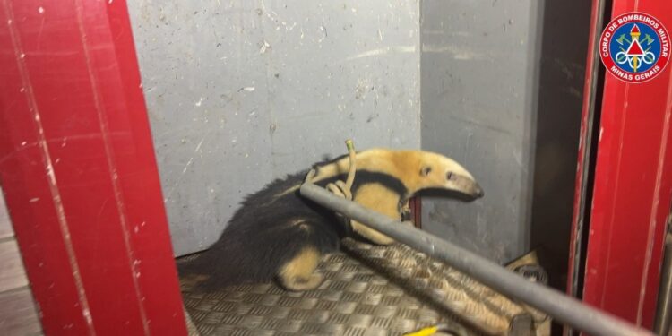 Formiga: bombeiros resgatam tamanduá-mirim em residência do bairro Ouro Verde