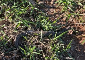 Formiga: jiboia é capturada em quintal de casa no bairro Tino Pereira