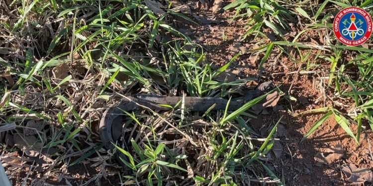 Formiga: jiboia é capturada em quintal de casa no bairro Tino Pereira