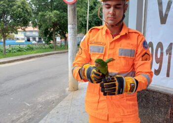 Bombeiros resgatam maritaca em imóvel fechado na região central de Formiga