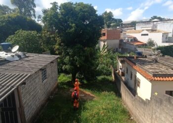 Bombeiros resgatam animais em situação de risco em Formiga