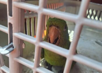 Arcos: maritaca ferida é resgatada pelos bombeiros e encaminhada para o Unifor-MG