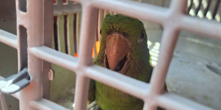 Arcos: maritaca ferida é resgatada pelos bombeiros e encaminhada para o Unifor-MG