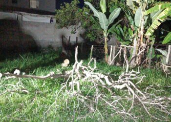 Formiga: árvore seca coloca residência em risco e é removida no bairro Eldorado