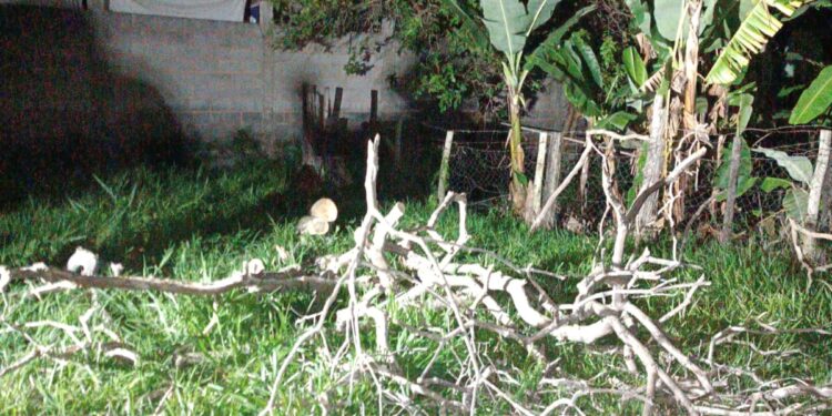 Formiga: árvore seca coloca residência em risco e é removida no bairro Eldorado