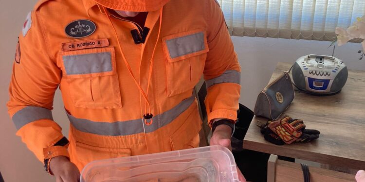 Formiga: Corpo de Bombeiros resgata cobra cipó marrom no bairro Novo Santo Antônio