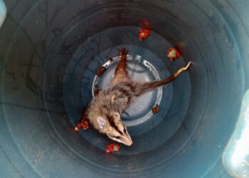 Arcos: bombeiros resgatam gambá dentro de máquina de costura no bairro Vila Calcita