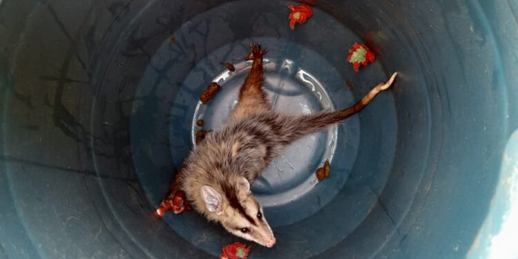 Arcos: bombeiros resgatam gambá dentro de máquina de costura no bairro Vila Calcita