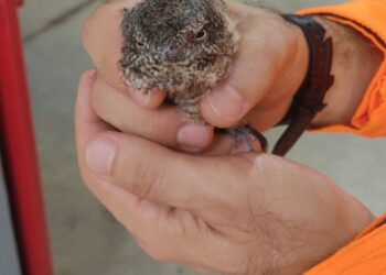 Filhote de gavião encontra novo lar na Fazenda Laboratório do Unifor após resgate em Arcos