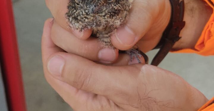 Filhote de gavião encontra novo lar na Fazenda Laboratório do Unifor após resgate em Arcos