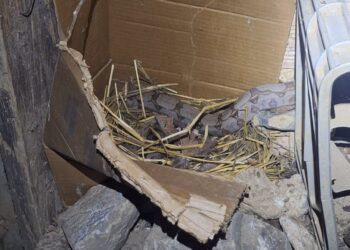 Arcos: jiboia é capturada em quintal de residência no bairro Cidade Esperança II