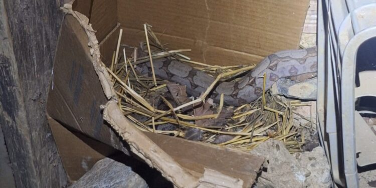 Arcos: jiboia é capturada em quintal de residência no bairro Cidade Esperança II