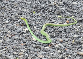 Bombeiros capturam serpente em residência no São Geraldo em Formiga