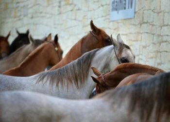 Formiga: Cadastro para participar do processo de doação de animais de grande porte começa amanhã
