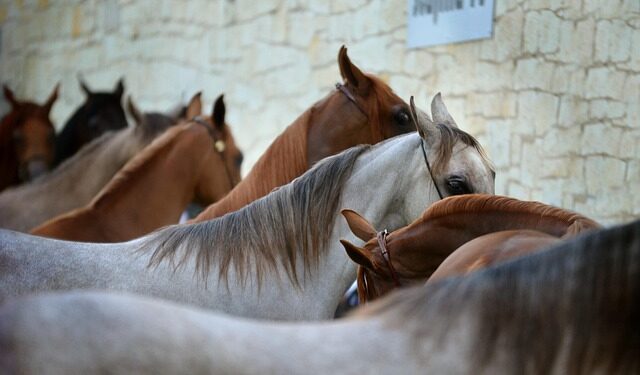 Formiga: Cadastro para participar do processo de doação de animais de grande porte começa amanhã