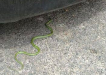 Bombeiros capturam cobra-cipó em empresa no Centro de Formiga